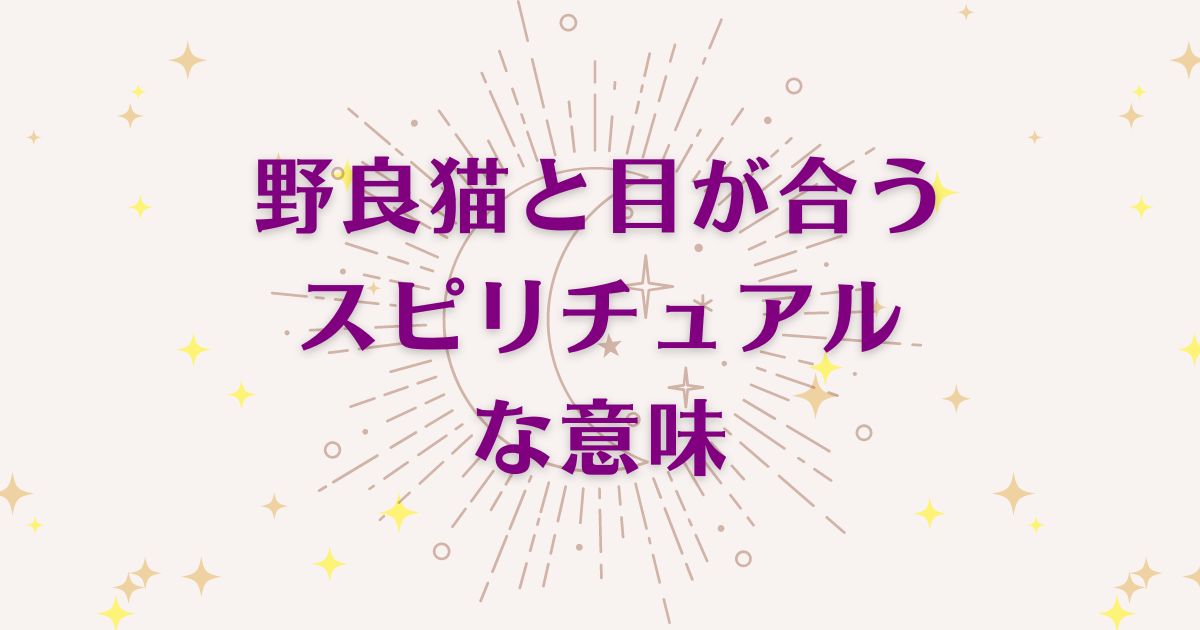 野良猫と目が合うことのスピリチュアルな6つの意味！メッセージと象徴を解説