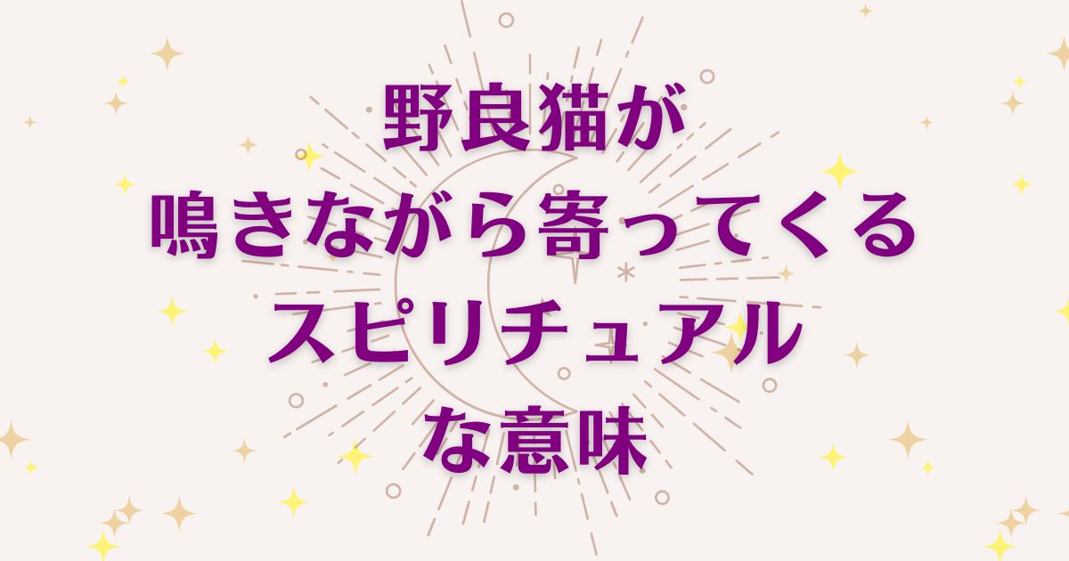 「野良猫鳴きながら寄ってくること」のスピリチュアルメッセージ！良い意味と悪いサインを解説